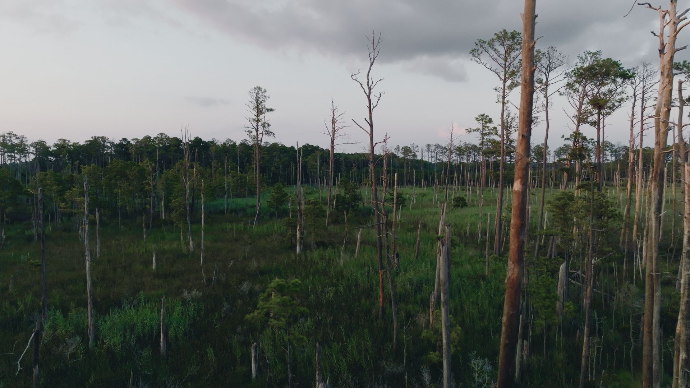 a ghost forest in Maryland, caused by rising sea levels and salt water intrusion